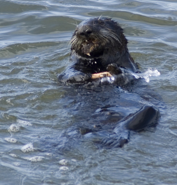 [Sea Otter Moss Landing, CA 4-12-11_1[3].jpg]