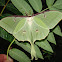 Luna Moth