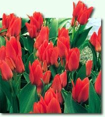 [Tulipan-Toronto-10-stk_full_plant[5].jpg]
