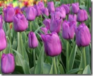 Tulipan-Purple-Prince-10-stk_full_plant
