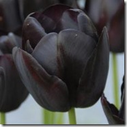 Tulipan-Queen-of-Night-10-stk_full_plant