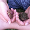 American toad and fowlers toad