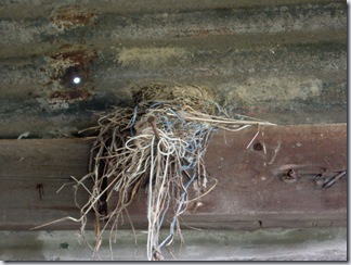 Nest #1