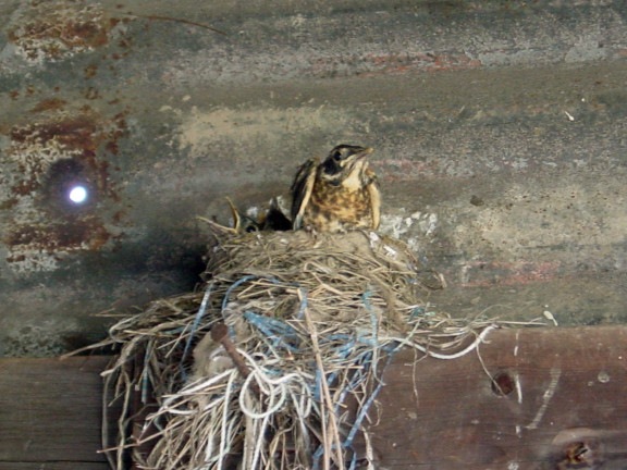 [Baby Robins 01[4].jpg]