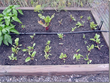 Baby beets