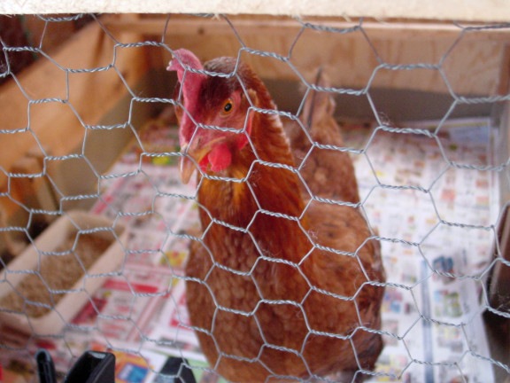 [Dumbfounded Chicken[4].jpg]