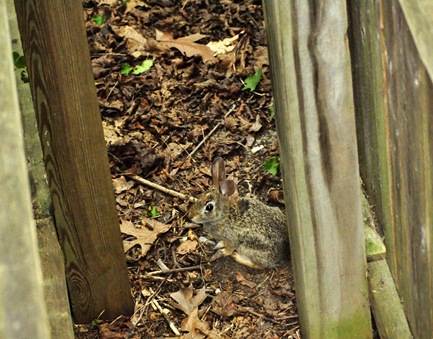 Bunny between the fences
