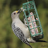 Golden-fronted Woodpecker (female)