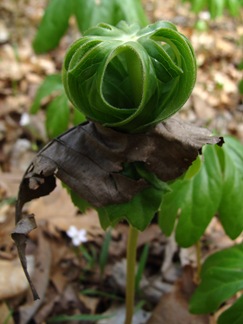 mayapple in leaf