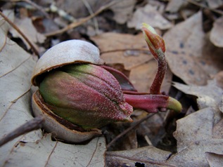 Sprouting acorns-35