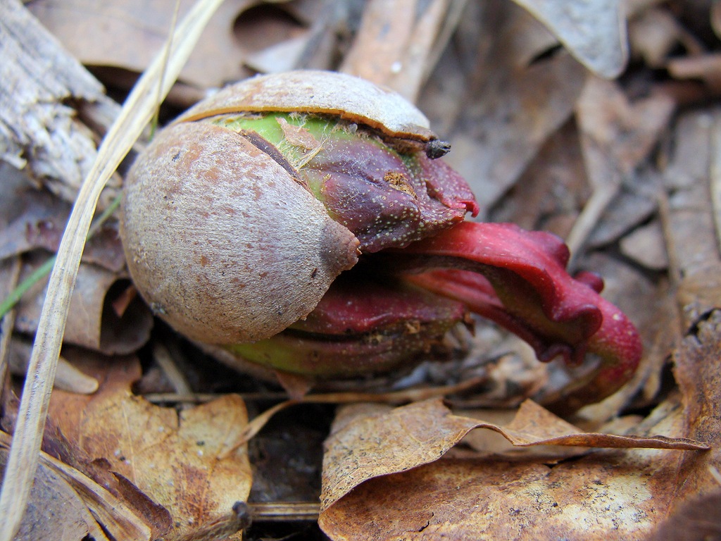 [Sprouting acorns-46[8].jpg]