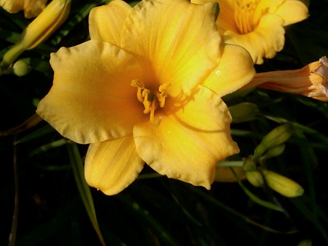 [yellow flower[10].jpg]