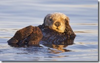 USA, California, Moss Landing, Sea otter (Enhydra lutris)