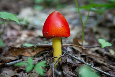 [spring-mushroom-forest-floor-macro[7].jpg]
