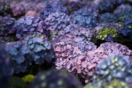 [purple-hydrangea-blue[3].jpg]