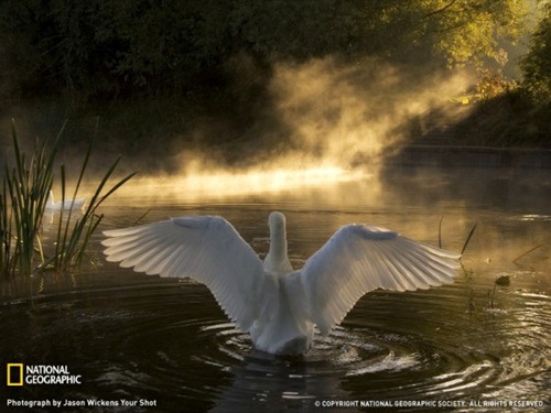 Swan-on-the-River-Avon