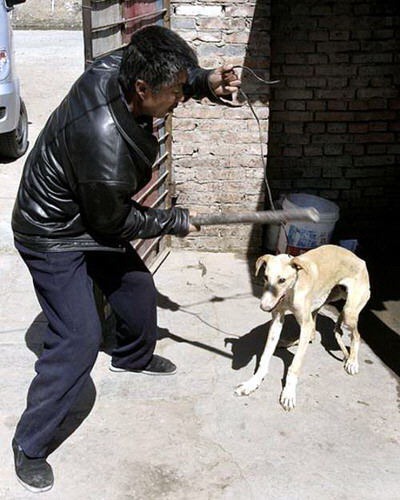 Os violentos comedores de cachorros na China (vídeo)