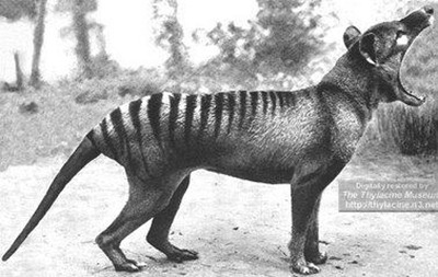 Tilacino: O tigre-da-tasmânia (extinto desde 1936)