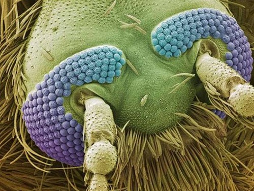 A cabeça de um mosquito.