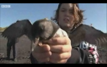 Iceland boy releases a puffin chick. BBC