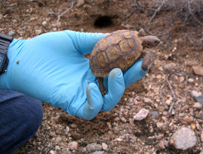 Biologists are relocating species such as this juvenile Mojave Desert tortoise due to the planned construction of BrightSource Energy's solar plant in southern California. Sarah McBride for NPR