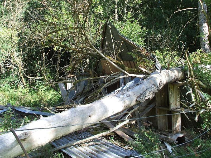 Fallen Tree on House, Loch Monzievaird