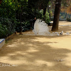 Pavo-real-albino-parque-de-maría-luisa-sevilla (15).jpg