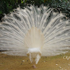 Pavo-real-albino-parque-de-maría-luisa-sevilla (4).jpg