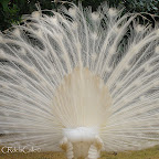 Pavo-real-albino-parque-de-maría-luisa-sevilla (5).jpg