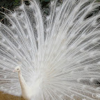 Pavo-real-albino-parque-de-maría-luisa-sevilla (2).jpg