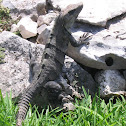 Spiny-tailed Iguana (Mexico)