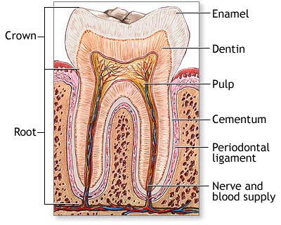 [tooth-anatomy[2].jpg]