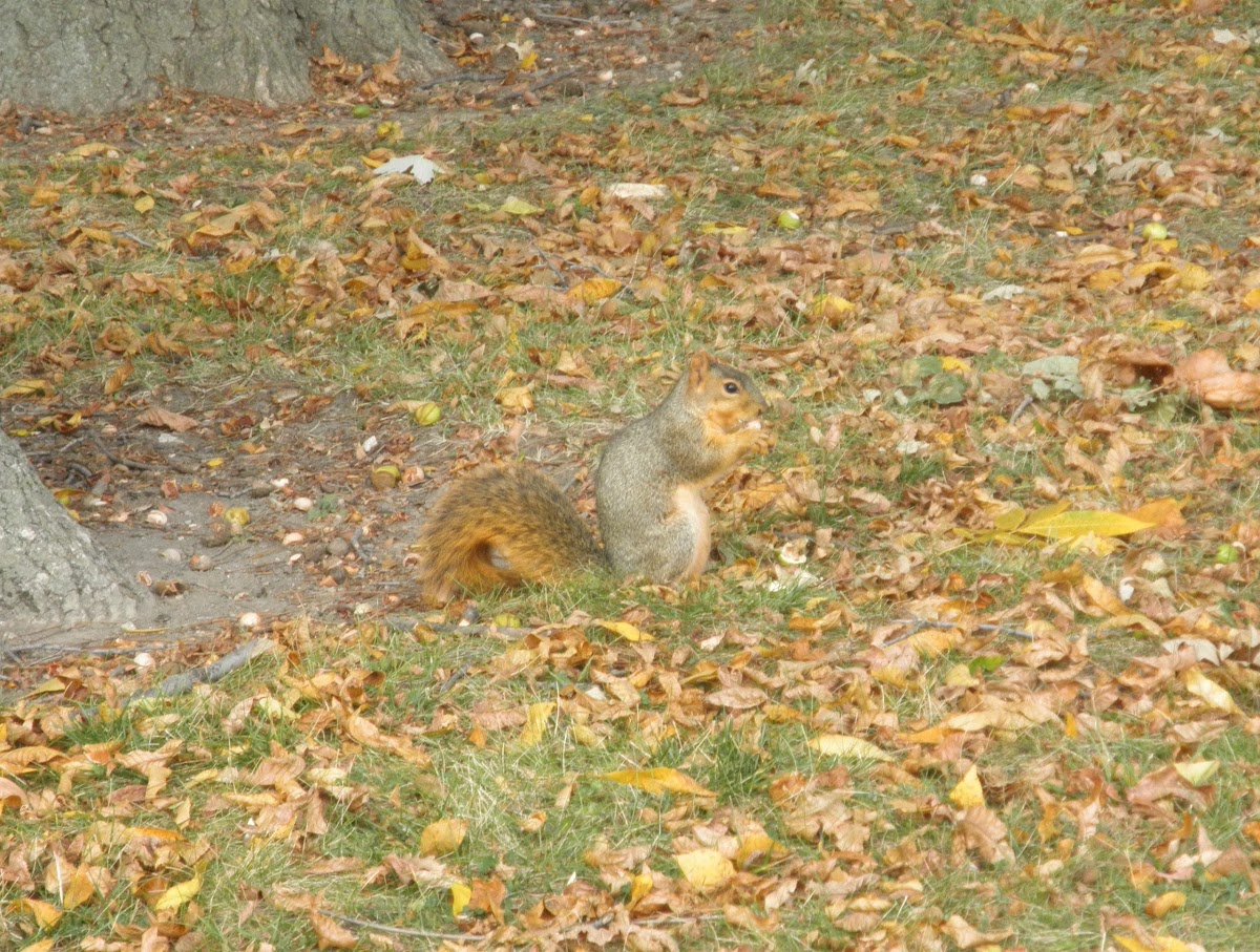 Fox Squirrel