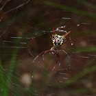 Horned Spider