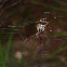 Horned Spider