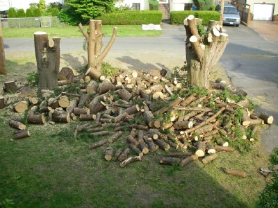 lots-of-stumps.jpg