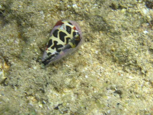 Hawaiian tribal tattoos on