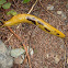 California banana slug