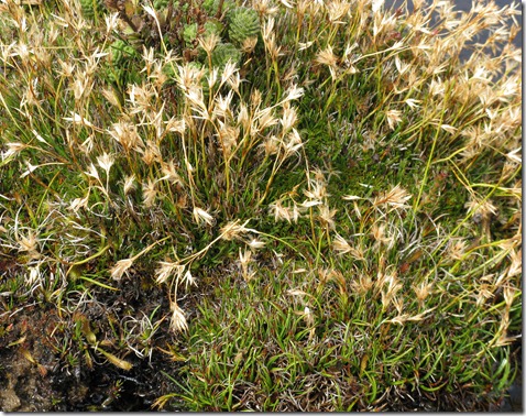 Grass on plateau Grass on plateau