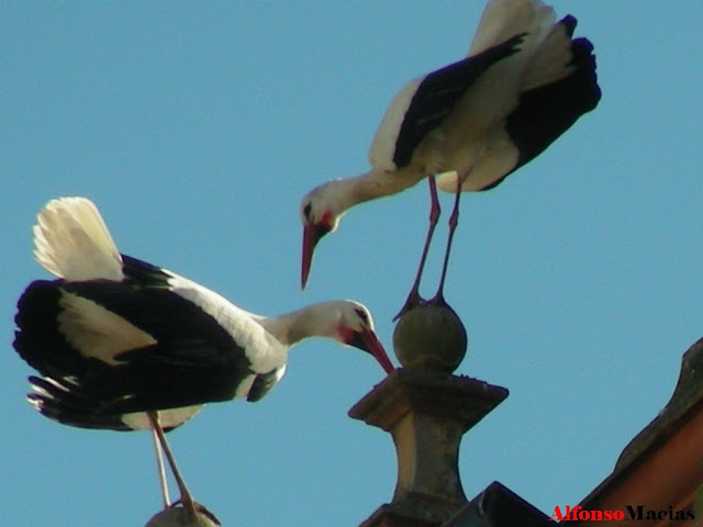 Cig&uuml;e&ntilde;as