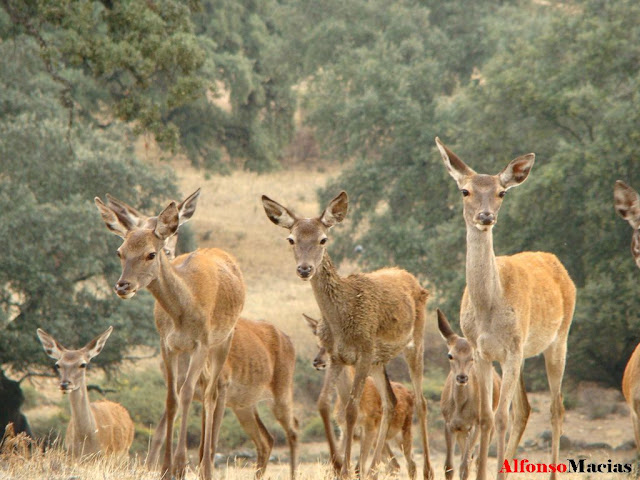 Ciervos, La berrea Ciervos, La berrea