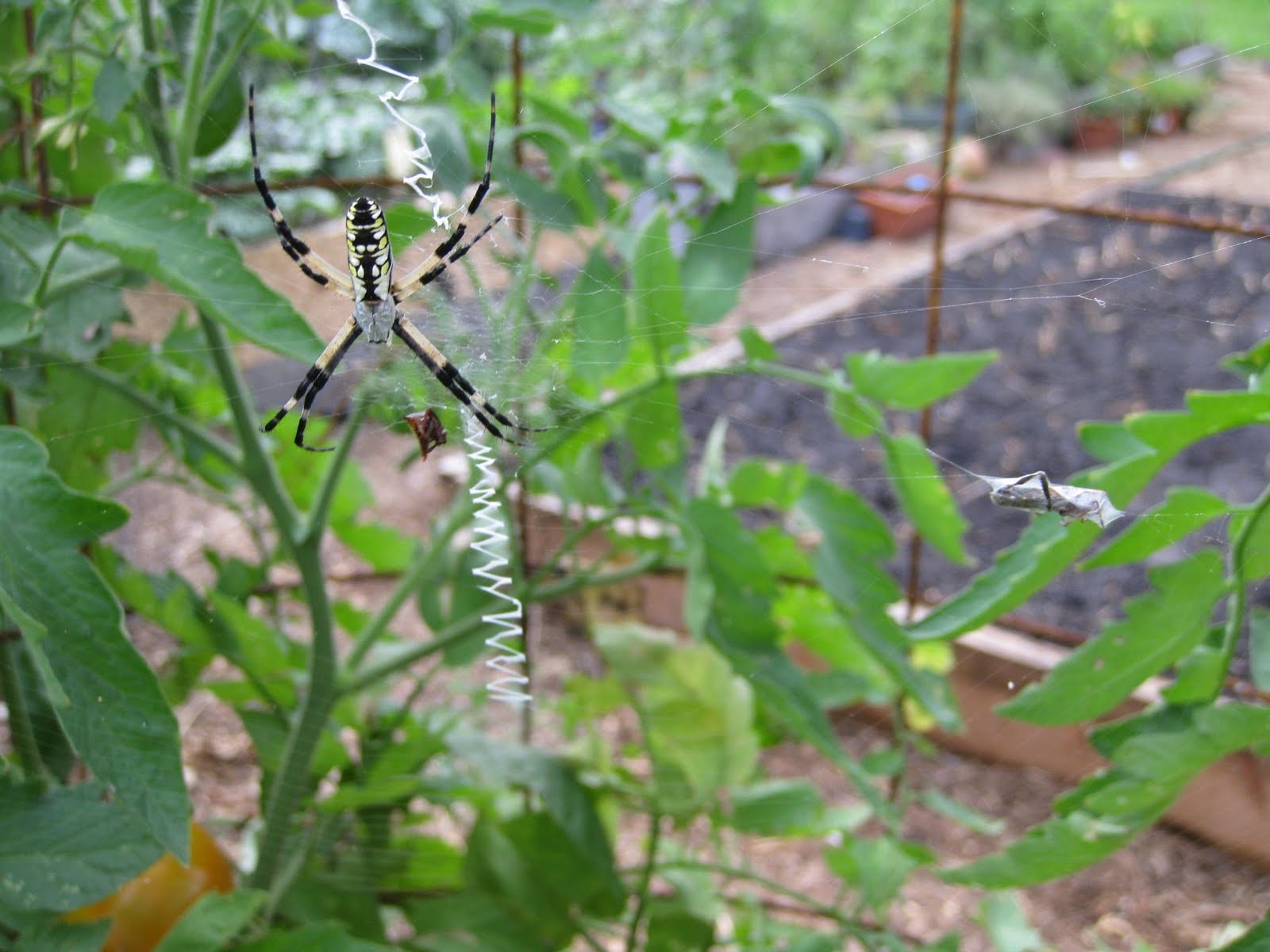 Garden Safari Tomato Sentry