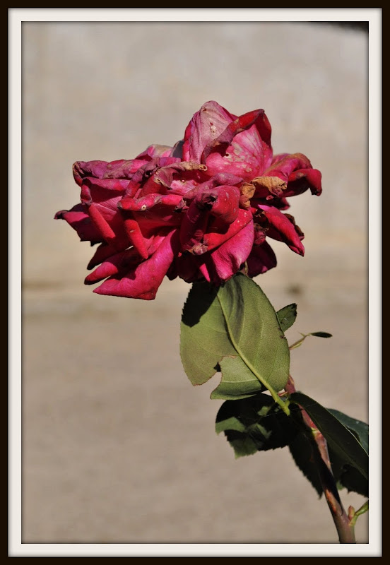 DSC_0015.JPG