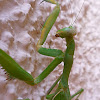 climbing Giant African mantis