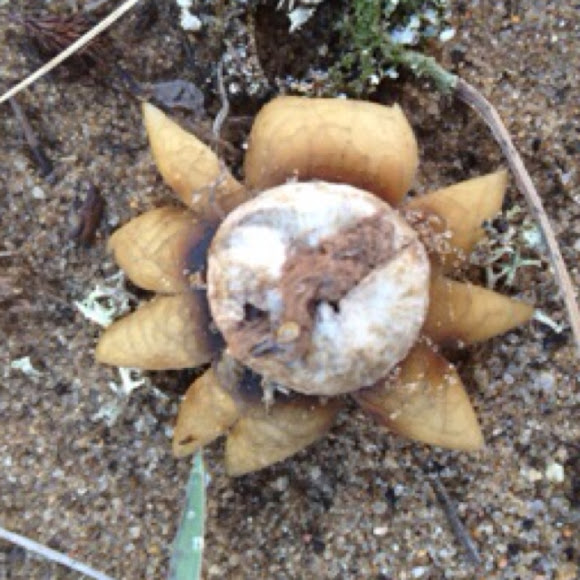 Barometer earthstar Project Noah