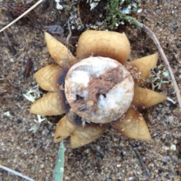 Barometer earthstar Project Noah