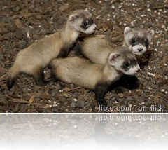 Black-footed-ferrets