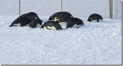 penguin pillows