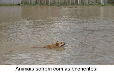 [animais e enchentes[4].jpg]