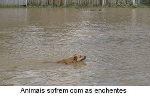 animais e enchentes